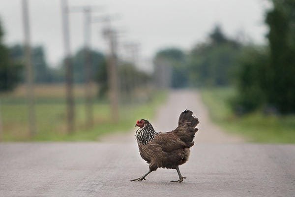 Chicken road game, chicken road oficial